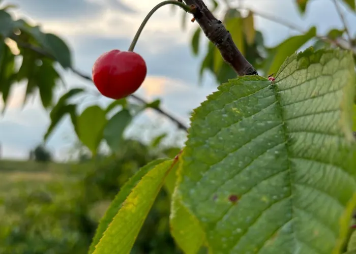Casa Del Vigneto Apartman *